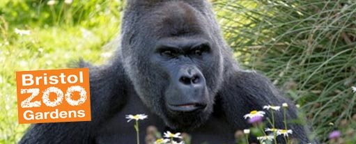 An image of the head and sholders of a large black gorilla, set in some under growth, the Bristol Zoo Gardens logo is situated in the bottom right of th eimage.